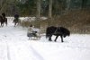 Pferd und Schlitten (08.03.2005)