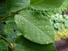 Blatt im Regen (11.08.2005)