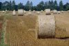 Feld aufgerollt (22.08.2005)