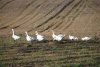Pause auf dem Feld (im TV)