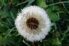 Pusteblume (06.10.2005)