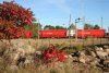Rot im Bahnhof Samtens (17.10.2005)