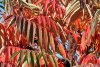 Herbstfarbe (17.10.2005)