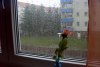 Rose im Fenster (18.01.2005)