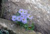Herbstblumen (17.10.2005)