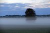 Einsam im Nebel (19.10.2005)