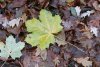 Herbst in Samtens (12.12.2005)
