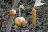 Futter im Wald (12.12.2005)