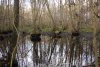 Waldsee (12.12.2005)