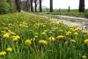 L&ouml;wenzahn am Wegesrand (15.05.2006)