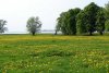 bl&uuml;hender Wiese (15.05.2006)