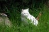 Eisb&auml;rkatze (16.06.2006)