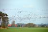 Zugv&ouml;gel &uuml;ber Westr&uuml;gen (16.10.2006)