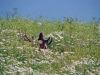 Versteckt im Feld (02.07.2007)
