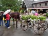 Eringsboda /Blekinge, ein Blumengarten zum 3. mal besucht
