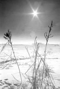 Blick in die Wintersonne